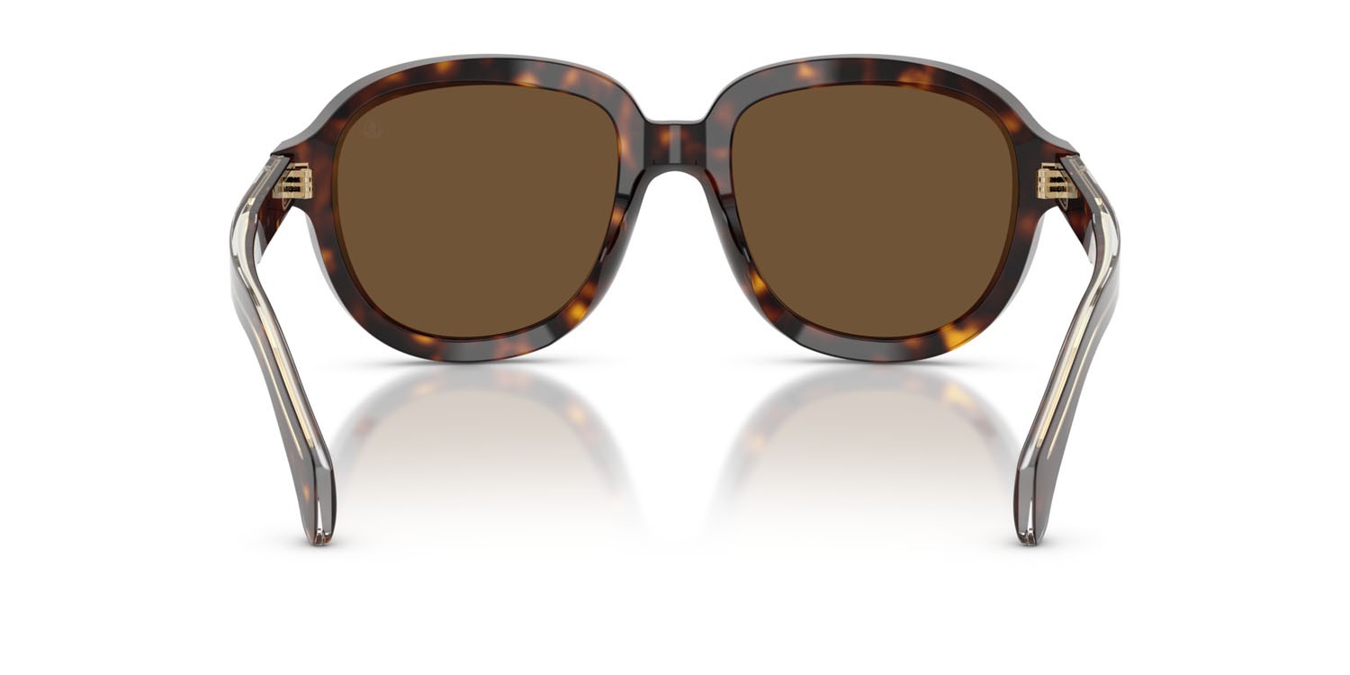Occhiali da sole Moncler Cirsee ME 6007U (300273) colore havana scuro lucido forma aviator lenti marrone tinta unita