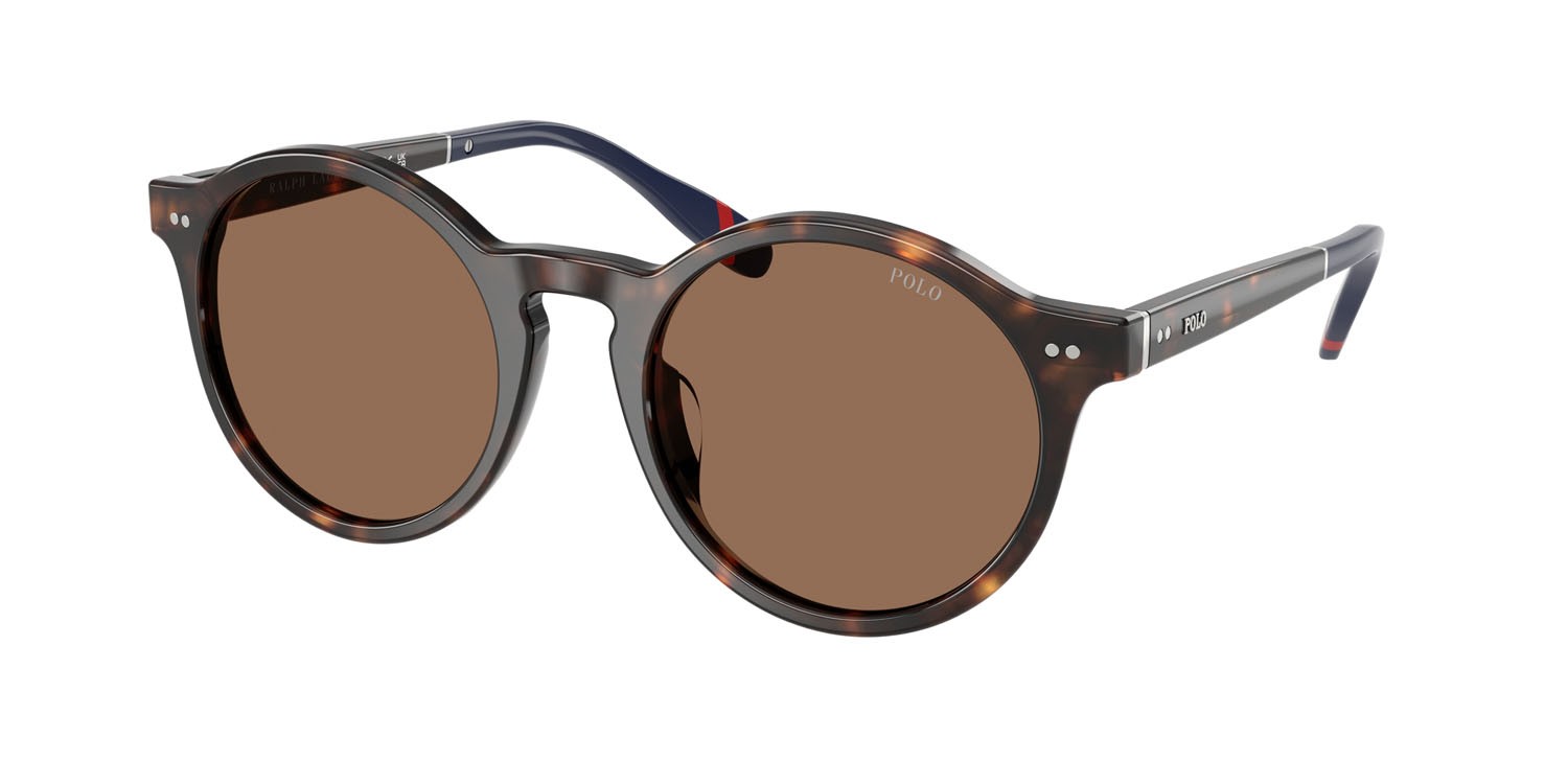 Sunglasses Polo PH 4204U (567373) color havana scuro lucido shape pantos lenses marrone scuro