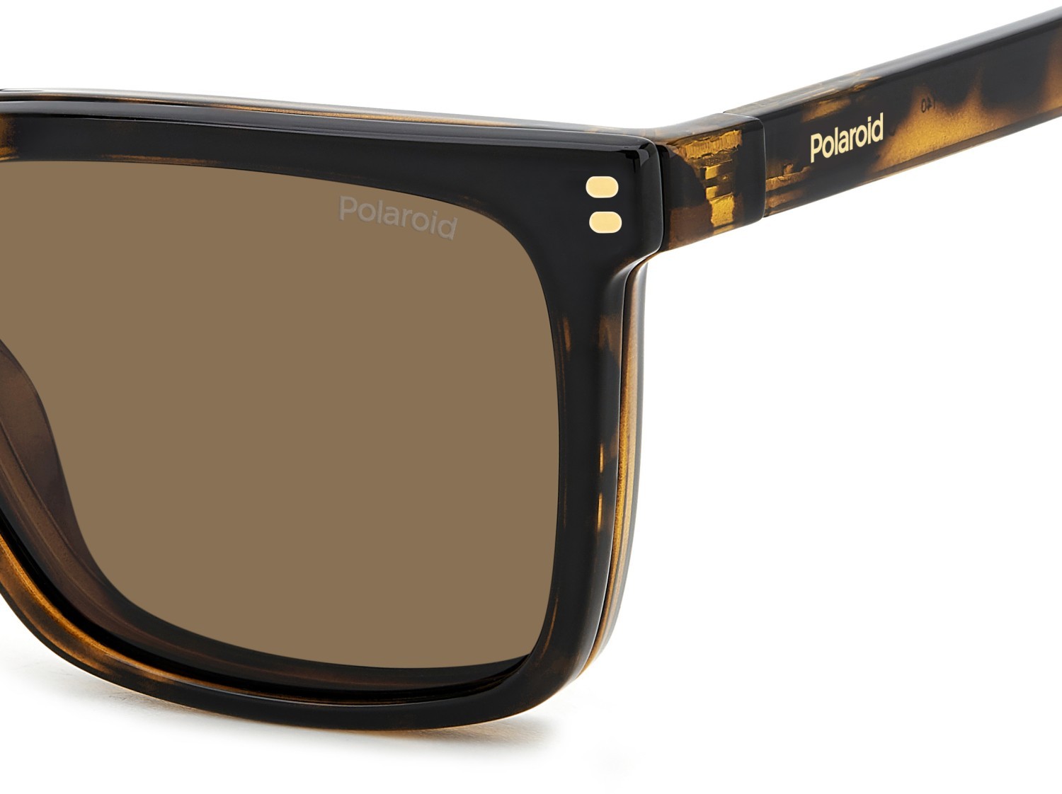 Eyeglasses Polaroid Pld D556/C 109341 086 color havana shape rectangle lenses bronze polarized